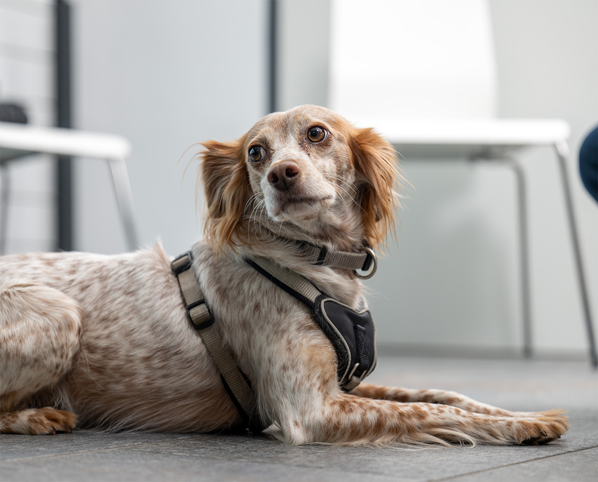Unser Bürohund